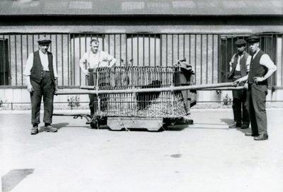 Un leopardo nero trasportato in una gabbia dai custodi allo zoo di Londra, giugno 1922 da Frederick William Bond